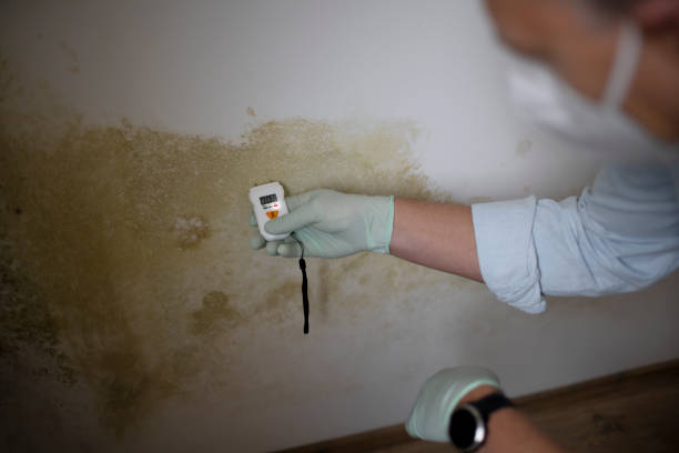  Hallsville, MO Mold Removal Pros